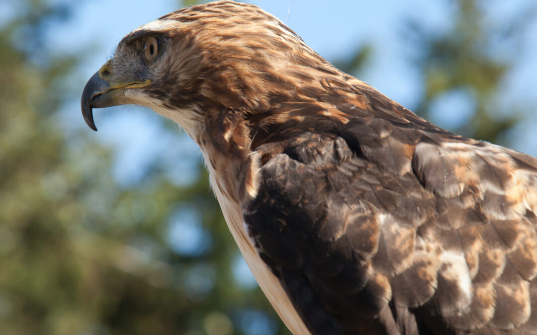 Suisun Wildlife Educational Center Restoration