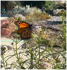 Monarch Butterfly Waystation Project